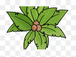 Palm Tree Illustration Top View Clipart - Full Size Clipart ClipartFlare.com 
