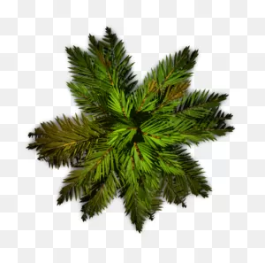 Tree Plan View Png Images - Palm Tree Top View Png , Transparent ClipartFlare.com 