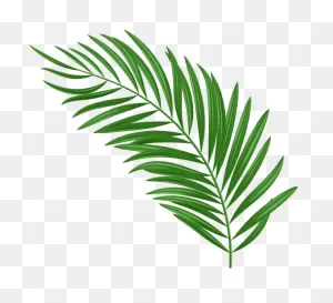 Palm Leaf Green Png Clipart | Palm Leaves, Clip Art, Leaves