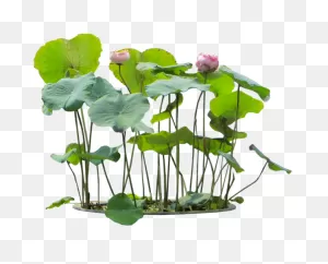 10 Plants & Flowers Png Images (Free Cutout Plants) For ClipartFlare.com 