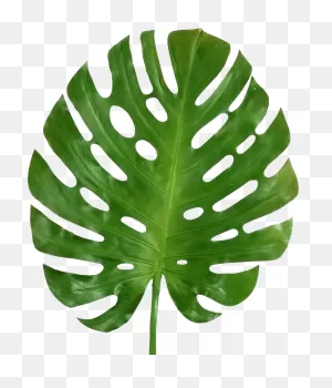 How To Decorate With Modern And Tropical Statement Leaves | ClipartFlare