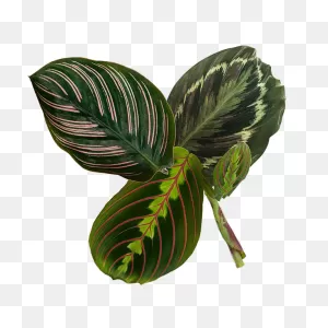 Prayer Plant Care | Calathea Maranta Stromanthe Guide | Planterina