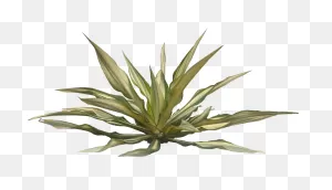 Tropical Plants Png - Tropical Plants With Transparent Background ClipartFlare.com 