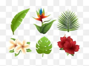 Tropics Euclidean Vector Flower - Vector Tropical Plants Png ClipartFlare.com 
