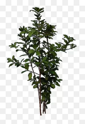 Download Tree Elevation - Illustration Png Image With No ClipartFlare.com 
