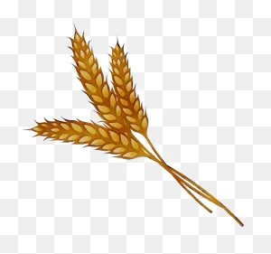 Wheat Grain Cereal Plant Food Grain For Thanksgiving - 600X563