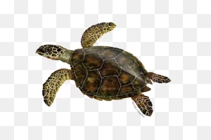 Hawksbill Turtle | Noaa Fisheries