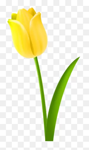 Lily Flower Plant Tulip Clipart - Lily Clipart Flowers Clip Art