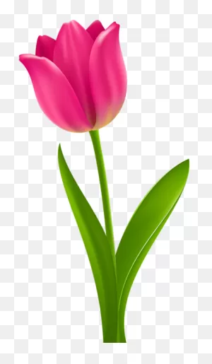 Pink Tulip Transparent Clip Art | Tulips Art, Flower Clipart ClipartFlare.com 