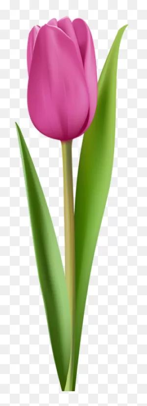 Pink Tulip Clip Art Image | Pink Tulips, Tulips Images, Beautiful ClipartFlare.com 