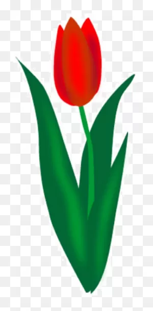 Tulip Png Image, Download Png Image With Transparent - Tulip ClipartFlare.com 
