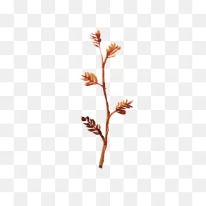 Leaves Branch Watercolor - Free Image On ClipartFlare