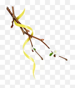 Mq #twig #twigs #leafs #leaf #leaves #nature #yellow - Twig ClipartFlare.com 