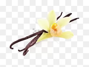 Free Png Vanilla Png Png Image With Transparent Background ClipartFlare.com 