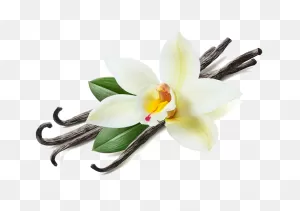 Vanilla - ClipartFlare