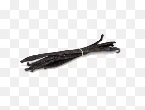 Vanilla Bean Png Hd Png, PNG-WebP Clip Art For Web - Download Clip Art ClipartFlare.com 