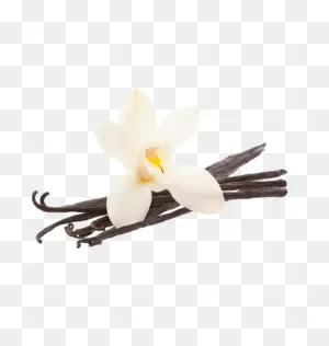 Vanilla Bean Flower Transparent Png - Stickpng