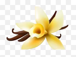Vanilla Clipart Vanilla Orchid - Png Download - Full Size Clipart ClipartFlare.com 