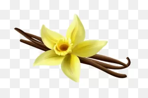 Vanilla Extract - Ayurvedic Ingredients Uses & Benefits | Forest ClipartFlare.com 