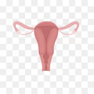 Anatomy, Internal, Medicine, Organ, Person, Vagina Icon - Download ClipartFlare.com 