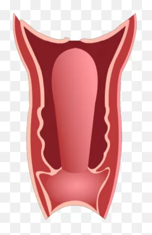 Download Vagina - Full Size Png Image - ClipartFlare