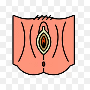 Female, Reproductive System, Vagina, Vulva Icon - Download On ClipartFlare.com 