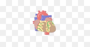 Coronary Veins | Cardiac Veins