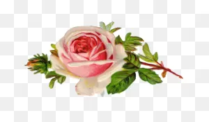 12  Free Vintage Rose Images | Vintage Roses, Clip Art Vintage ClipartFlare.com 