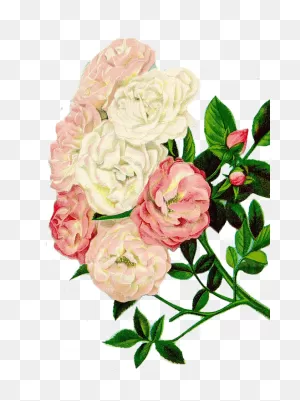 Canvas Print Floral Clipart Roses Clipart Flowers Stretched Canvas ClipartFlare.com 