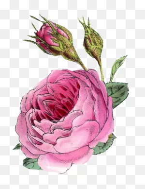 Vintage Rose Scrap Vintage Floral, Vintage Flowers, - Persian ClipartFlare.com 