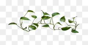 Common Ivy Vine Plant Clip Art - Vine Logo Transparent Png Png ClipartFlare.com 