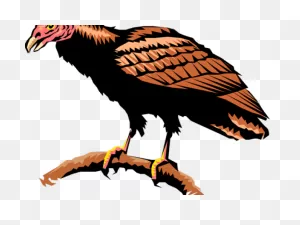 Drawn Turkey Vulture American Eagle - Turkey Vulture Clipart - Png ClipartFlare.com 