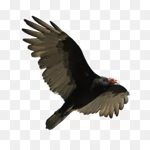 Turkey Vulture Flying Transparent Png - Stickpng
