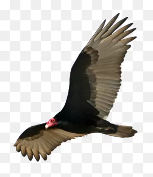 Vulture | Tsjpfew Wikia | ClipartFlare