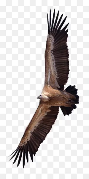 Vulture Transparent Png - Stickpng