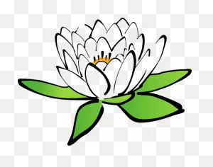 Water Lily