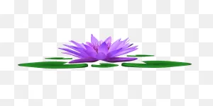 30  Free Lily Pads & Pond Illustrations