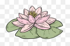 Pink Water Lily Clipart. Free Download Transparent .png | ClipartFlare