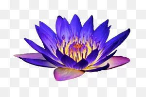 Transparent Water Lily Clipart - Clipart Best - Clipart Best