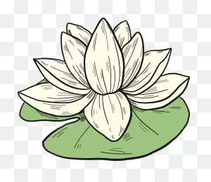White Water Lily Clipart. Free Download Transparent .png | ClipartFlare