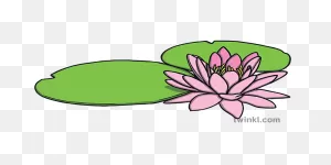 Water Lily Flower Plant Monet Tate Partners May 2019 Ks1 Illustration