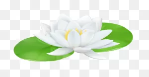 Water Lily Transparent Png Clip Art Image | Art Images, Water Lily ClipartFlare.com 