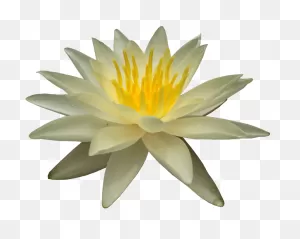 Water Lily Transparent Png - Stickpng