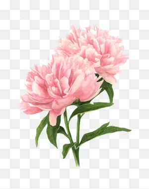 Download Pink Peony Watercolor Flowers Painting Drawing Clipart ClipartFlare.com 