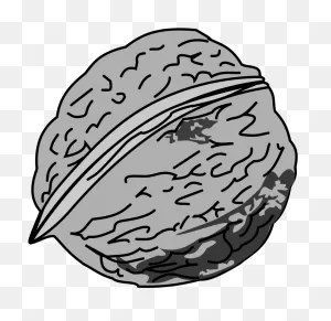 Free Clipart - Walnut - Black And White Picture Of Walnut - Png ClipartFlare.com 
