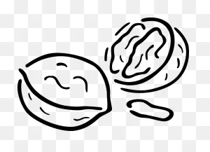 Transparent Walnut Clipart - Walnut Clipart Black And White Png ClipartFlare.com 