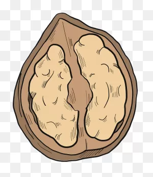 Walnut Clipart. Free Download Transparent .png | ClipartFlare