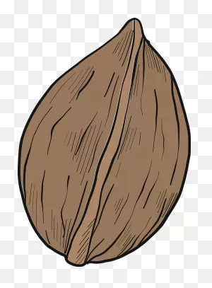 Walnut Clipart. Free Download Transparent .png | ClipartFlare