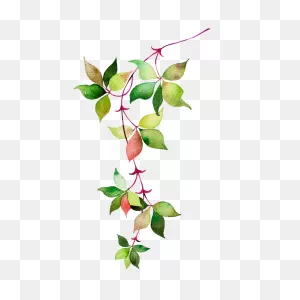 Download Flower Leaves Watercolor Euclidean Vector Icon Clipart ClipartFlare.com 