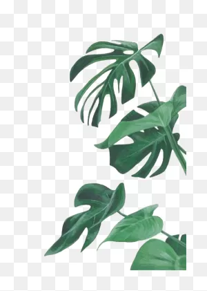 Download Botany Leaf Painting Leaves Illustration Watercolor ClipartFlare.com 